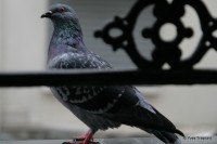 Pigeon