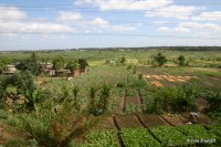 Urban Farming in Africa