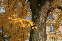 Le ginkgo des Envierges