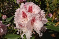 Des rhododendrons pour Edouard Vaillant